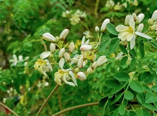 moringa y sus beneficios